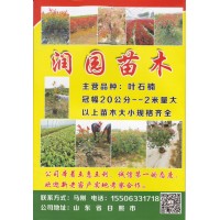 济南润园苗木 红叶石楠基地 红叶石楠球 0.2-2米红叶石楠