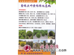 精品黄杨球0.8-3米 偃师市鑫瑞大叶黄杨绿化基地 黄杨球图1