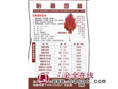 美国红枫-秋火焰图1