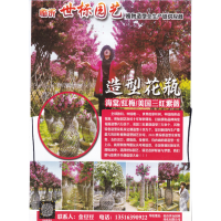 临沂世标园艺 造型花瓶 海棠、红梅、美国三红紫薇造型树