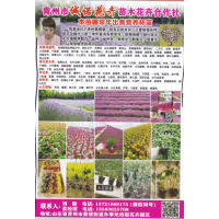 青州市诚诺花卉苗木合作社 草花营养杯苗 耐寒宿根花卉苗 花海