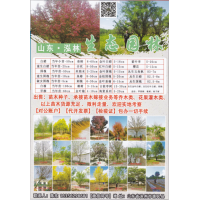 惠民县泓林生态园林 1-25公分速生白蜡 白蜡树小苗供应