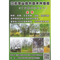 江苏榉树价格 10-35公分榉树 江苏茅山抱朴苗木种植园