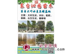 东台沁园苗木 东台大叶女贞直销基地 大叶女贞2-20公分图1