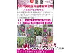 青州市奕姗花卉苗木有限公司 欧石竹小苗 欧石竹钵苗 草花系列图1