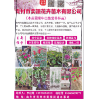 青州市奕姗花卉苗木有限公司 欧石竹小苗 欧石竹钵苗 草花系列