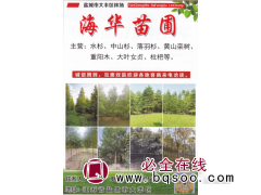 盐城市大丰区林场海华苗圃经营水杉 各种规格水杉苗 水杉基地图1