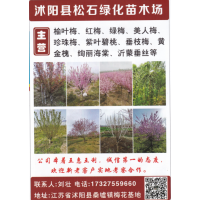 沭阳县松石绿化苗木场经营榆叶梅、红梅、绿梅