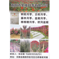 南阳市金塍月季有限公司经营树桩月季、古桩月季、藤本月季