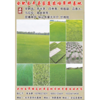 合肥长丰县家庭农场草坪基地 早熟禾、高羊茅 合肥草坪批发