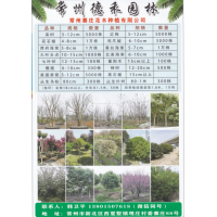 常州寨庄花木种植有限公司 5-12公分栾树 夏溪花木市场