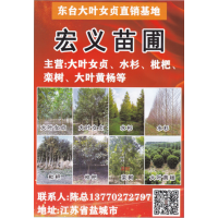 东台大叶女贞直销基地 宏义苗圃主营各种规格大叶女贞树