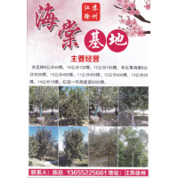 8-12公分木瓜树销售 徐州木瓜树 13655225661