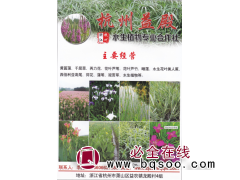 杭州益殿水生植物专业合作社 黄菖蒲苗 千亩水生植物供应图1
