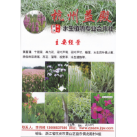 杭州益殿水生植物专业合作社 黄菖蒲苗 千亩水生植物供应