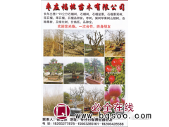 枣庄福栋苗木有限公司长年出售1-90公分石榴树 石榴苗图1