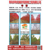 静风和日丽环境景观工程有限公司 美国红枫，红点红枫，秋火焰