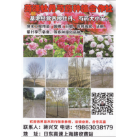 菏泽牡丹芍药基地经营各种牡丹、芍药大小苗 菏泽牡丹苗