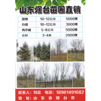 山东烟台苗圃直销基地国槐10-12公分5000棵 国槐树价格