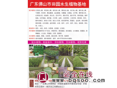 佛山市田园水生植物场 红花美人蕉 双色美人蕉苗 水生美人蕉图1