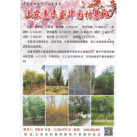 山东白蜡占地苗 滨州白蜡工程苗 老白蜡 滨州盛华园林公司