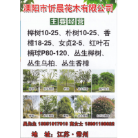 溧阳市忻晨花木有限公司 榉树10-25公分 丛生榉树 榉树