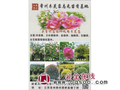 常州木芙蓉志元苗莆基地大量供应各种规格木美蓉图1