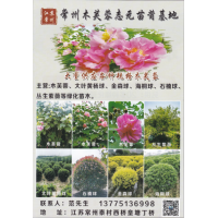 常州木芙蓉志元苗莆基地大量供应各种规格木美蓉