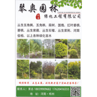 河南琴奥园林绿化工程有限公司 各种规格丛生五角枫、五角枫