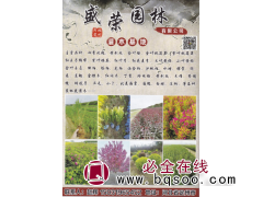 定州市盛荣园林绿化工程有限公司 紫叶矮樱钵苗 小苗 矮樱苗图1