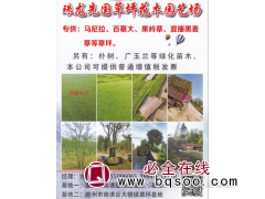 珠龙先国草坪花木园艺场专供马尼拉、百慕大、混播黑麦草图1