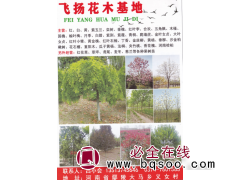 飞扬花木基地_鄢陵栾树基地，栾树价格表 栾树基地 栾树图1