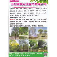 速生白蜡 2-20公分 惠民志远苗木基地 白蜡基地 山东白蜡