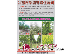 江都东华园林绿化公司 龙柏球 20-30公分龙柏苗 小龙柏苗图1