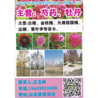 菏泽市昇茂园林绿化工程有限公司主营芍药苗、牡丹苗