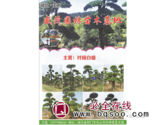 湖北亚太盛茂园林苗木基地专供对接白蜡、大型白蜡树图1