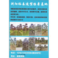 浏阳裕春造型桩景基地长期提供 造型红继木桩、造型榆树