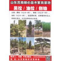 黑松5公分-4米 精品黑松 山东黑松 莒南顺心苗木繁育基地