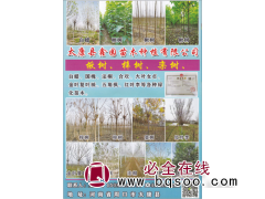 太康县鑫园苗木种植有限公司 楸树 梓树 河南楸树基地图1