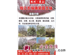 钱江农坊锦荣园艺场 各种规格鸡爪槭 鸡爪槭精品树 鸡爪槭图片图1
