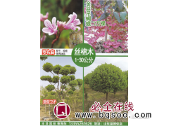 山东淄博丰泽园林苗木基地 金丝吊兰2万棵 山东金丝吊蝴蝶图1
