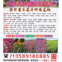 青州市盈辰园艺场 矮牵牛钵苗 垂吊牵牛花 牵牛花钵苗