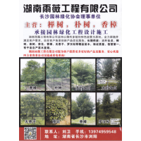 湖南雨薇工程有限公司 榉树 朴树 香樟 承接园林绿化工程
