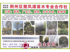 荆州区楚凤源苗木专业合作社 香樟、广玉兰、枇把专供图1