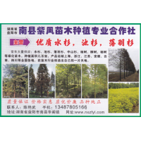 南县紫凤苗木种植专业合作社大量供应水杉、池杉、落羽杉