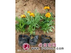 孔雀草盆栽苗图1