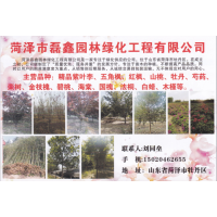 菏泽磊鑫园林绿化工程有限公司 紫叶李 精品紫叶李低价处理