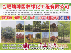 合肥灿坤园林绿化工程有限公司 高杆石楠 石楠球 中华石楠树图1