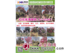 青岛西海岸园林旅游观光有限公司  红花紫薇8-15公分 紫薇图1