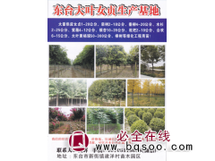 东台钱辉大叶女贞生产基地大量供应女贞1-20公分 大叶女贞树图1